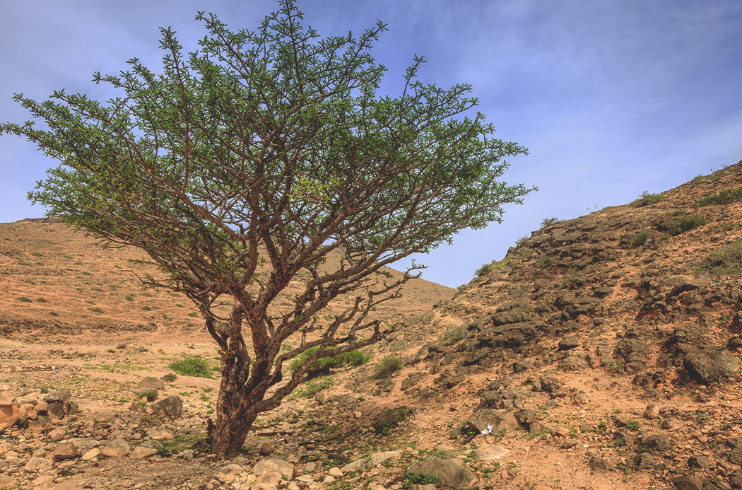 Aromatherapie Heilpraktiker Kiel Weihrauch