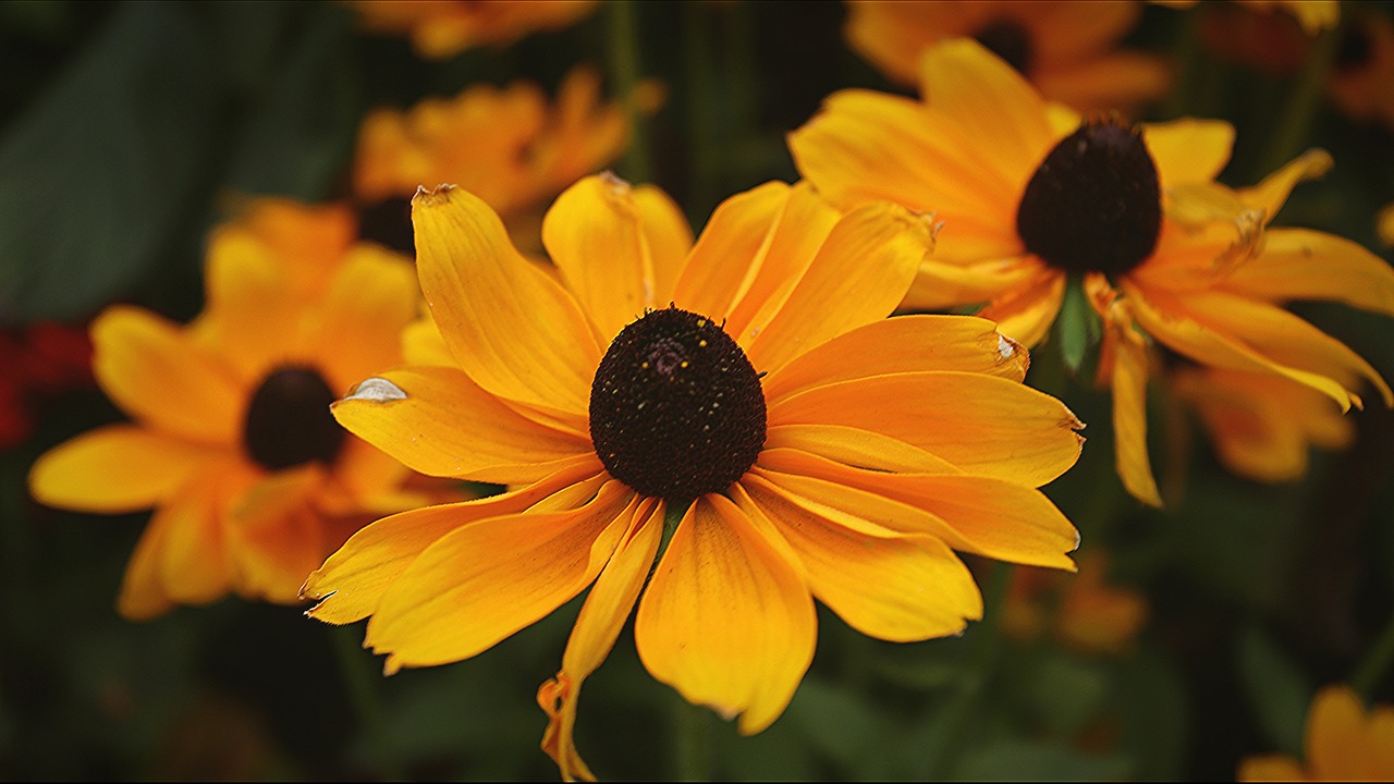 whisperingjane_asmr-coneflower-plant-4423279_1280